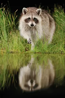 Lotor: Northern Raccoon (Procyon lotor), adult at night