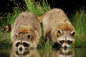 Lotor: Northern Raccoon (Procyon lotor), adults at night