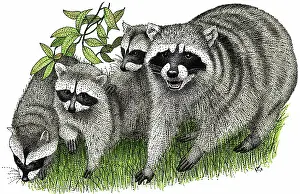 Raccoons: Northern Raccoons