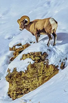 Ovis: Northern range of Yellowstone National Park