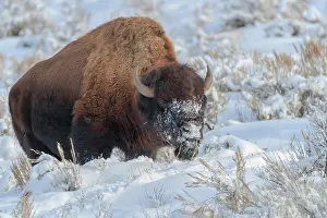 Yellowstone: Northern range of Yellowstone National Park