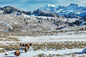 Buffalo: Northern range of Yellowstone National Park