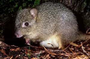 Bettong: Northern Rat-Kangaroo / Brush-tailed Bettong