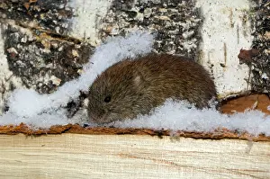 Voles: Northern Red-backed Vole - emerges from a hide in wood-store