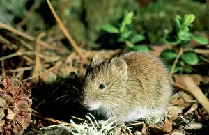 Rutilus: Northern red-backed vole - feeds on Siberian stone