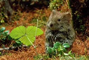 Rutilus: Northern Red-backed Vole - in search of food