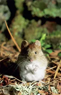 Rutilus: Northern red-backed vole - on taiga-forest floor