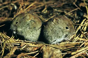 Rutilus: Northern red-backed VOLE - two young brothers feed