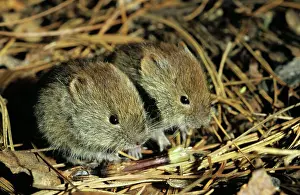 Rutilus: Northern red-backed VOLE, two young brothers feed
