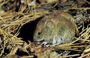 Rutilus: Northern red-backed vole, two young brothers feed