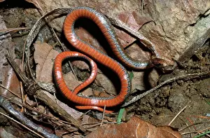Moulting: Northern Red-bellied Snake