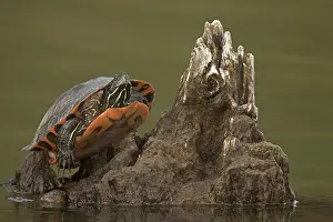 Rubriventris: northern red-bellied turtle (Pseudemys rubriventris), Ma