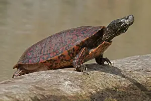 Rubriventris: northern red-bellied turtle (Pseudemys rubriventris), Ma