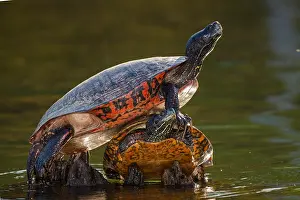Cooter: northern red-bellied turtle or redbellied cooter