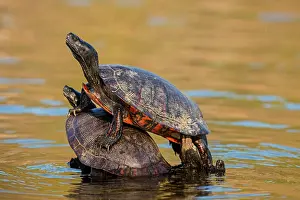 Cooter: northern red-bellied turtle or redbellied cooter