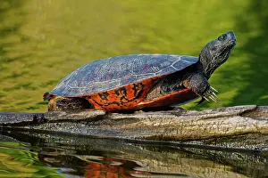 Bellied: northern red-bellied turtle or redbellied cooter