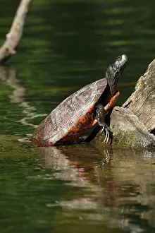 Rubriventris: northern red-bellied turtles, Maryland, basking, also kn