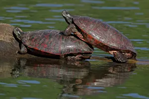 Rubriventris: northern red-bellied turtles, Maryland, basking, also kn