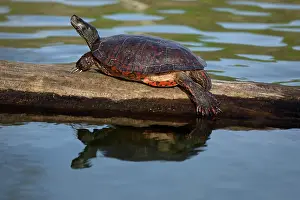 Rubriventris: northern red-bellied turtles, Maryland, basking, also kn