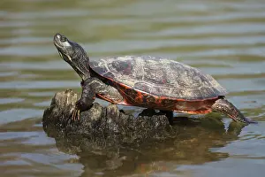 Rubriventris: northern red-bellied turtles, Maryland, basking, also kn