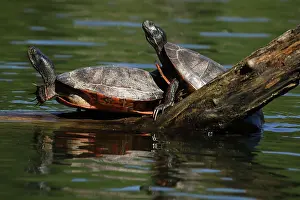 Rubriventris: northern red-bellied turtles, Maryland, basking, also kn