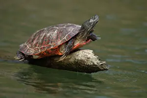 Rubriventris: northern red-bellied turtles, Maryland, basking, also kn
