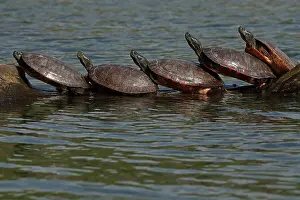 Rubriventris: northern red-bellied turtles, Maryland, basking, also kn