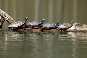 Rubriventris: northern red-bellied turtles (Pseudemys rubriventris), M
