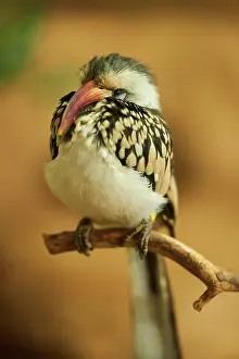Hornbill: Northern red-billed hornbill (Tockus erythrorhynchus)