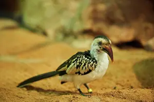 Hornbill: Northern red-billed hornbill (Tockus erythrorhynchus)