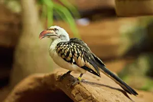 Hornbill: Northern red-billed hornbill (Tockus erythrorhynchus)