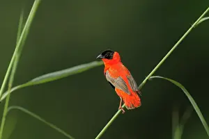 Division: Northern Red Bishop