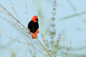 Division: Northern Red Bishop