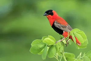 Gambia: Northern Red Bishop