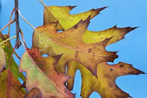 Champion: Northern Red / Champion Oak - autumn leaves