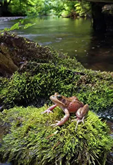 Redwood: Northern Red-legged Frog