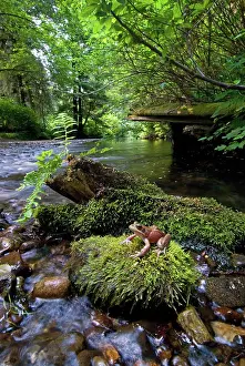 Redwood: Northern Red-legged Frog