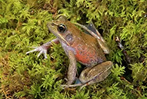 Redwood: Northern Red-legged Frog