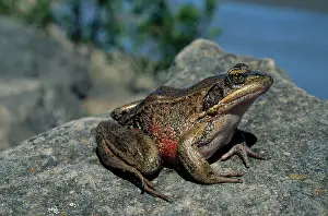 Anurans: Northern Red-Legged Frog