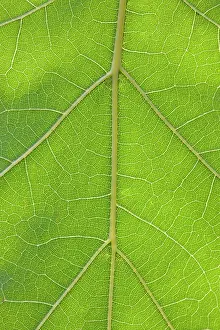 Veins: Northern Red Oak / Champion Oak Tree - leaf