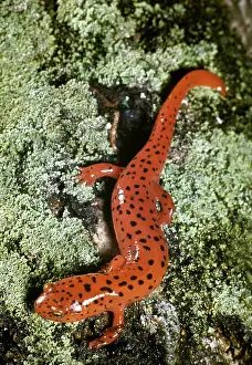 Pseudotriton: Northern Red Salamander