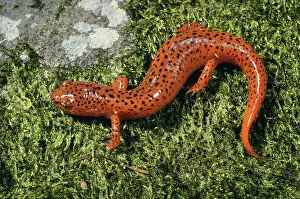 Pseudotriton: Northern Red Salamander