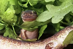 Pseudotriton: Northern Red Salamander