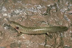 Pseudotriton: Northern Red Salamander Larva