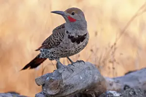 Rick: A Northern (red-shafted) Flicker (Colaptes