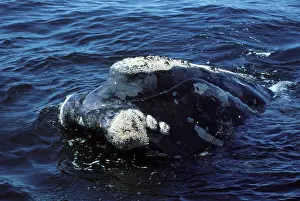 Northern Right whale - Close-up of head