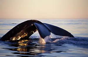 Fluke: Northern Right whale - Diving, late afternoon