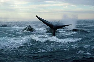 Fluke: Northern Right Whale - Social group, at dusk
