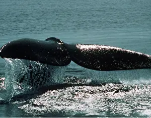 Fluke: NORTHERN RIGHT WHALE - tail