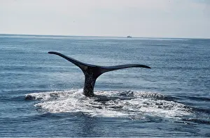 Fluke: Northern Right WHALE tail